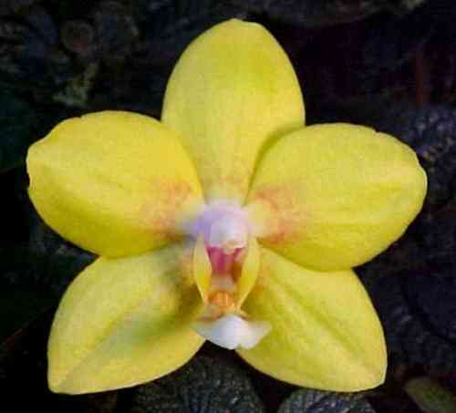 Doritaenopsis Autumn Sun 'Hsin Ying' AM-AOS
